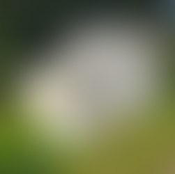 Version Roche silicone démoulée