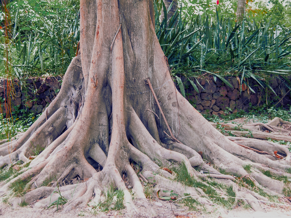 Growing in your window of tolerance