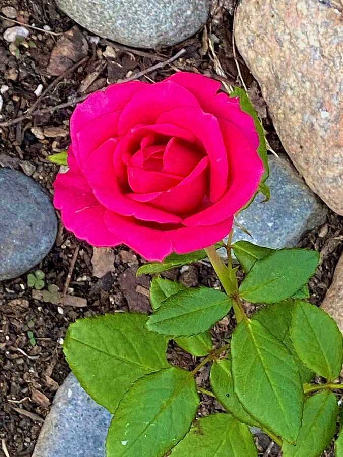 IMG_5290.jpeg