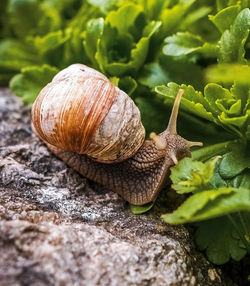 Schnecke