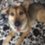 Scar - ADOPTED