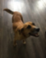 Nicki - ADOPTED