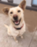 Dory - ADOPTED