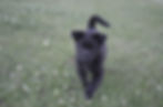 Rhea - ADOPTED