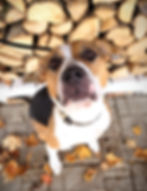 Junior