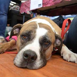 Taffy the American Bulldog