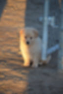 Ruby - ADOPTED