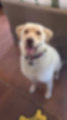 Norm - ADOPTED