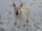 Maxi - ADOPTED