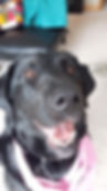 Little Bear - ADOPTED