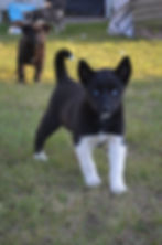 Daja - ADOPTED