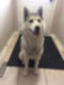 Gemma - ADOPTED