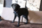Charles - ADOPTED