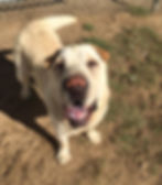 Miss Piggy - ADOPTED