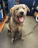 Sterling - ADOPTED