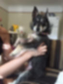 Laura - ADOPTED