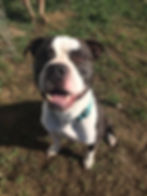 Roscoe - ADOPTED