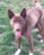 Howie - ADOPTED