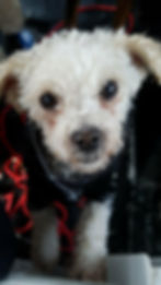 BUDDY