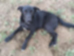 Kirsch - ADOPTED
