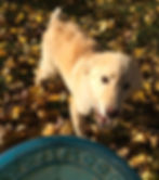 Willy - ADOPTED