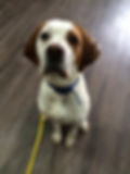 Alfred - ADOPTED
