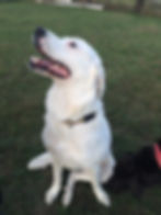 Lady - ADOPTED