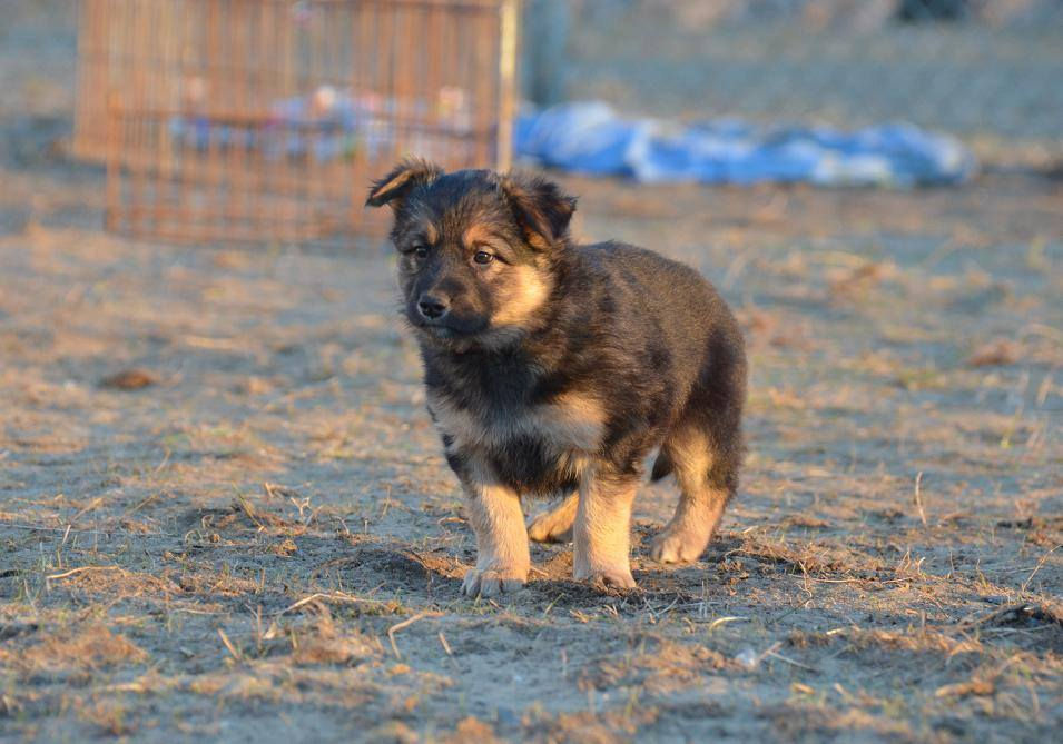 Sharptooth - ADOPTED