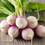 Thumbnail: Turnips UK Organic