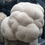 Thumbnail: MUSHROOMS Lion's Mane /KG