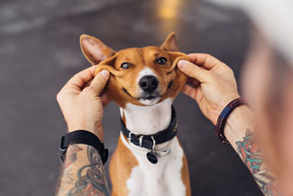 Is Your Dog...Your Child?