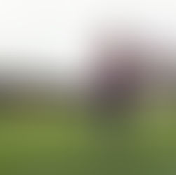 Conor Gallagher – a estrela de South London