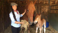 Dorset heavy Horse Farm Park