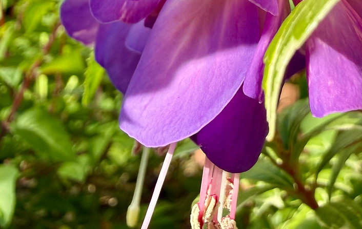Floraison estivale à Meudon