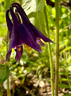 Floraison printanière à Meudon