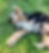 Playful tricolor Bernedoodle puppy rolling in the grass, showcasing the goofy personality and affectionate nature Bernedoodles are known for