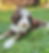 Chocolate and white Bernedoodle puppy relaxing in the grass, showcasing the gentle temperament and family-friendly nature of Bernedoodle puppies
