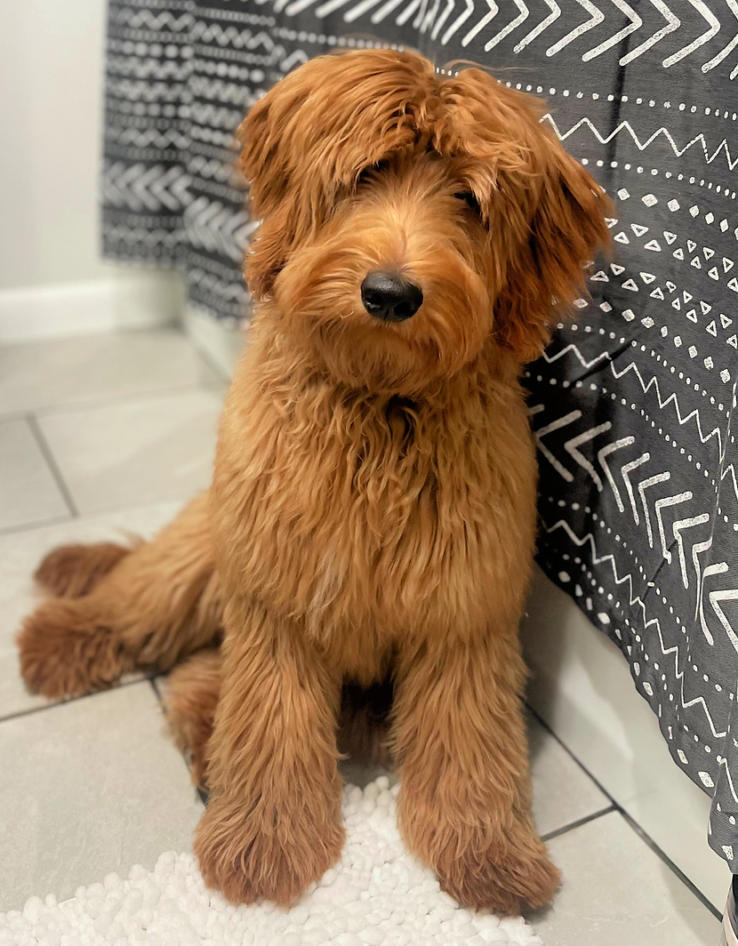 Mini Goldendoodle Puppies In North Carolina Doodling All Day Goldendoodles