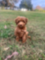 Red Goldendoodle puppy sitting in the grass, showcasing the teddy bear appearance, playful personality, and low-shedding coat Goldendoodles are known for