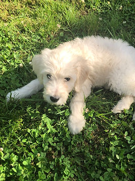 Standard F1 Goldendoodle