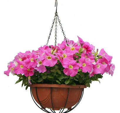 Hanging Basket