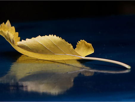 The Complete Guide to Photography Critique in NYC: From Professional Reviews to Free Meetups