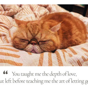 80+ Cat Memorial Quotes & Sayings to Help You Heal