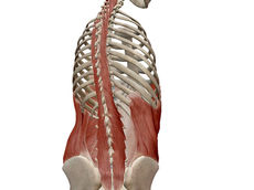 呼吸のこと(脊椎編)