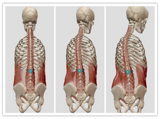 楽器を構えるときの脊椎の動き
