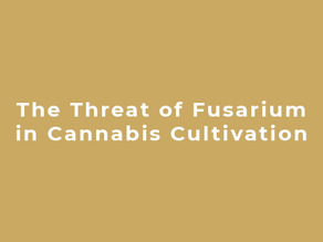 The Threat of Fusarium in Cannabis Cultivation