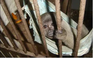 Fonte da imagem: https://brasilescola.uol.com.br/geografia/trafico-animais.htm