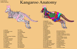 Kangaroo Anatomy