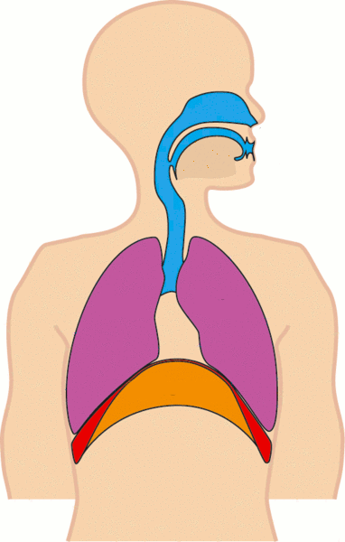 respiration-psychologie-performance-sport.gif