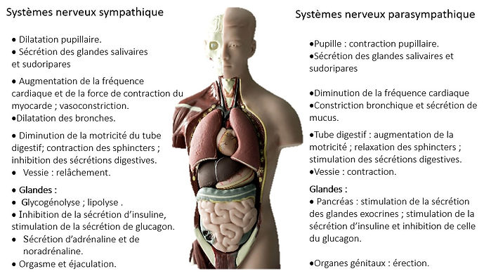 Sympathique-parasympathique-préparation mentale-frédérique-delrieu-psychologue